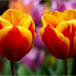 Memory Making Season Is Upon Us | Optimistic Mommy