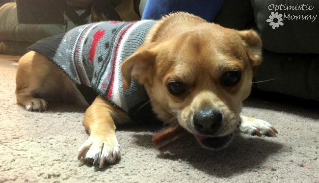 Keeping Your Dog's Smile Healthy With PetSmart and Authority Dental Dog Treats | Optimistic Mommy