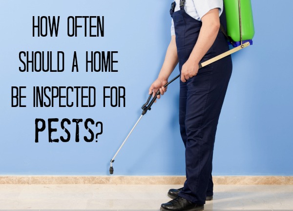 How often should a home be inspected for pests? | Optimistic Mommy