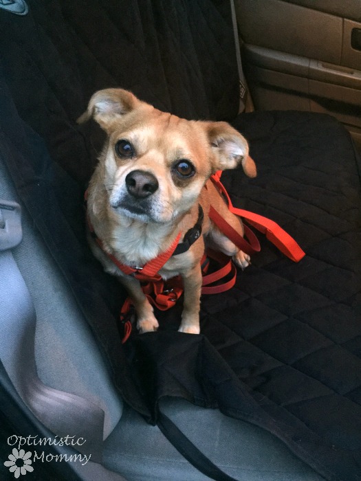 Pet Seat Cover Review & #Giveaway! (Ends 3/31) | Optimistic Mommy