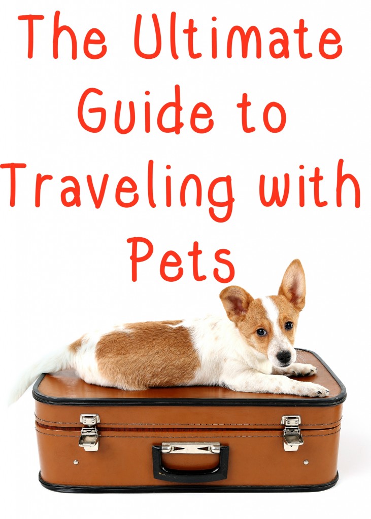 The Ultimate Guide to Traveling with Pets