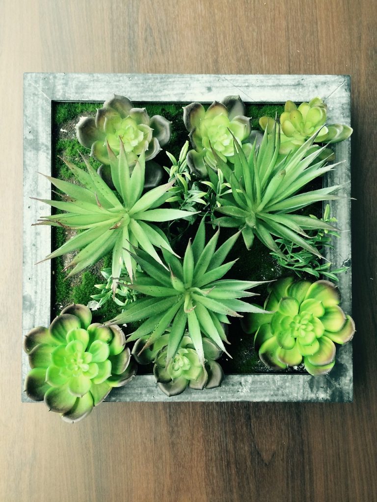 A Living Wall: Framing Living Plants