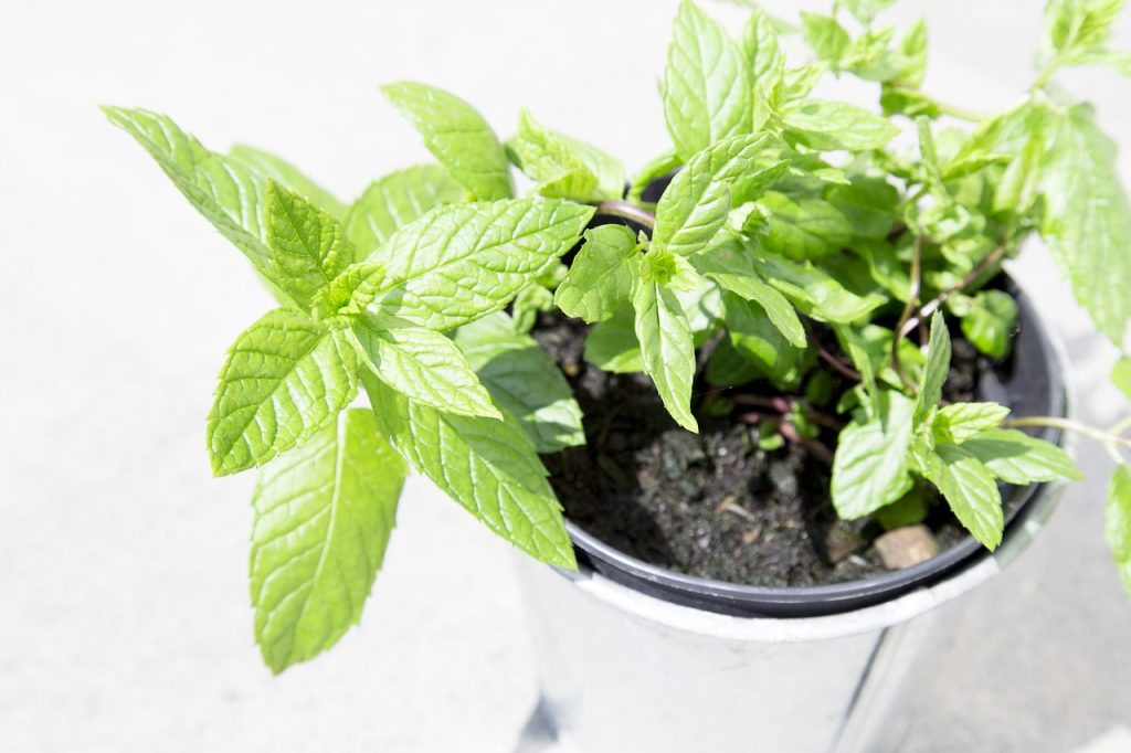 Looking For a Hydroponic Herb Garden? Here Are Some Tips to Get Your Started