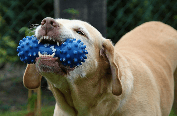 dog playing with blue toy