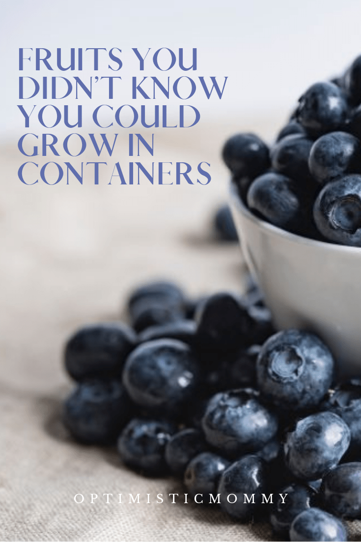 As you get ready to plant your summer garden you will want to learn more about the fruits you can grow in a container.