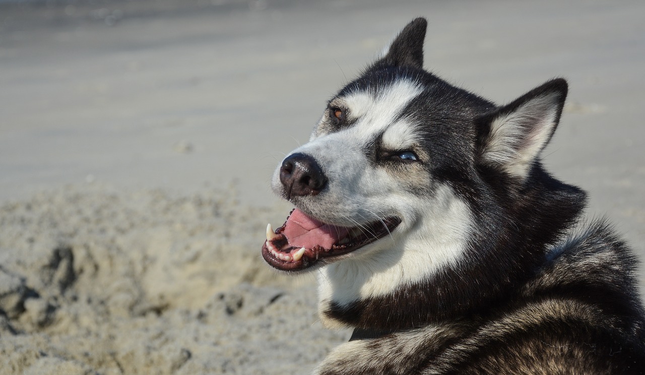 Husky dog smiling while at the beach on vacation