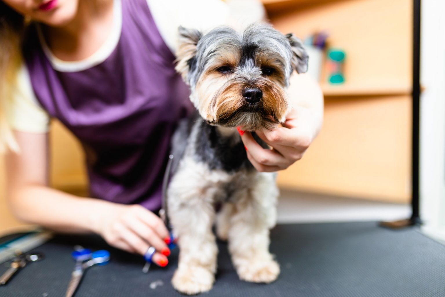 Top Cost For Dog Grooming of the decade The ultimate guide 