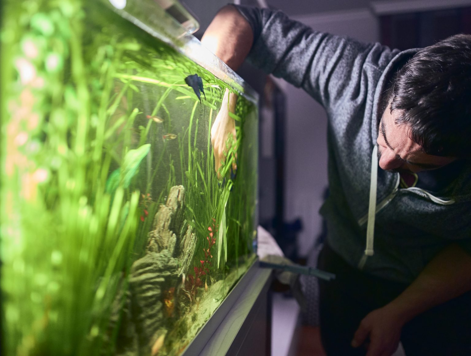 Best Aquarium Co2 System The 3 Top Benefits Of Using A CO2 System In Your Planted Aquarium