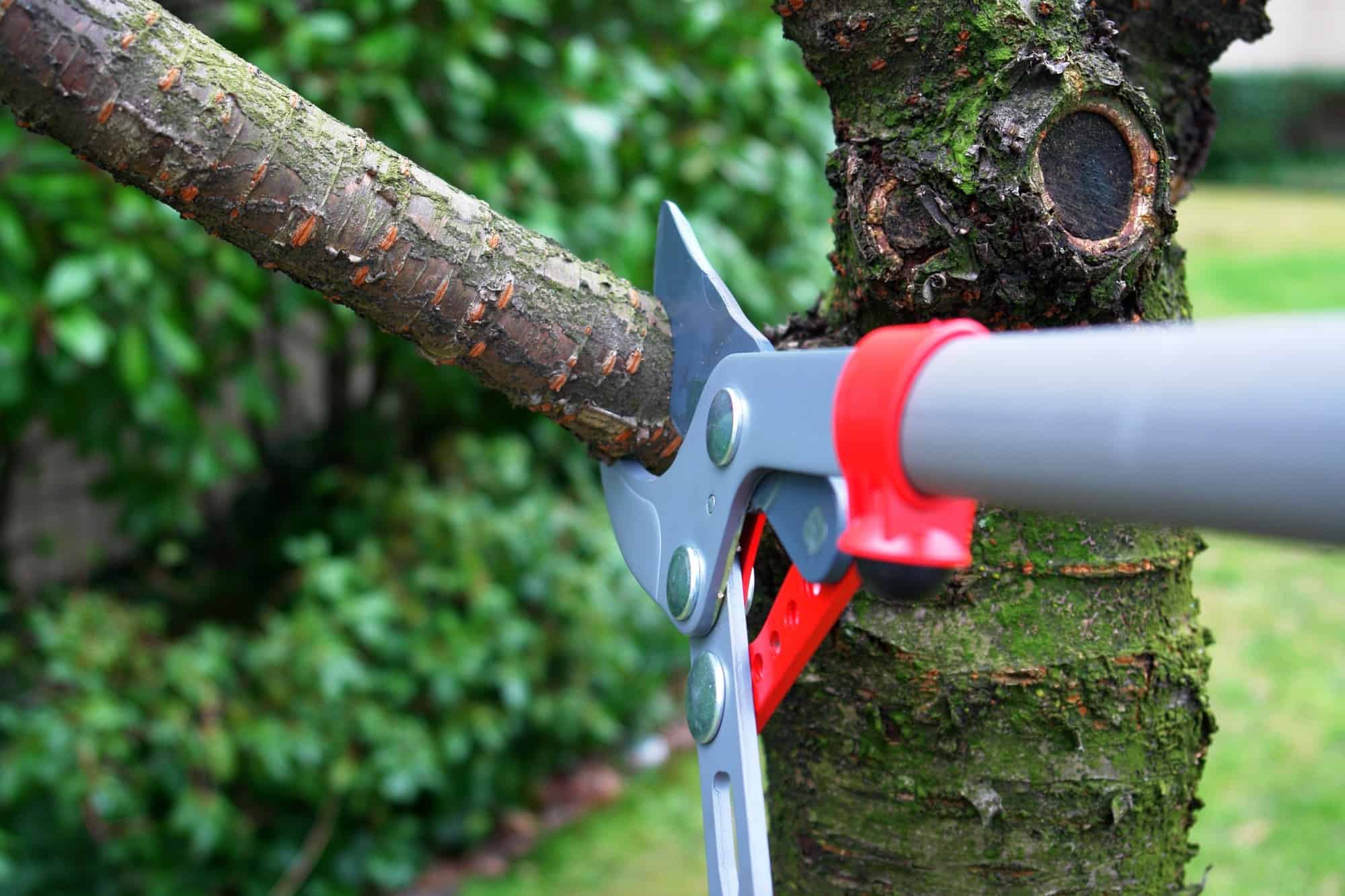 A Complete Guide to Trimming and Pruning Trees
