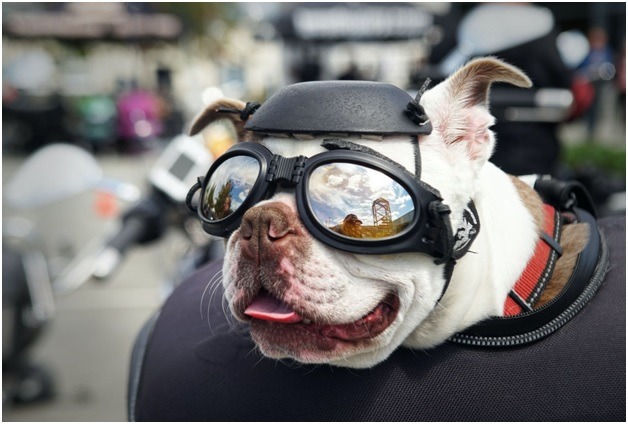 dog waring eye protective gear