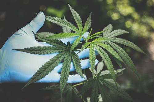 hemp plant