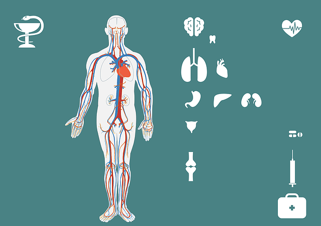 Describe the procedure of liver function test and normal range chart