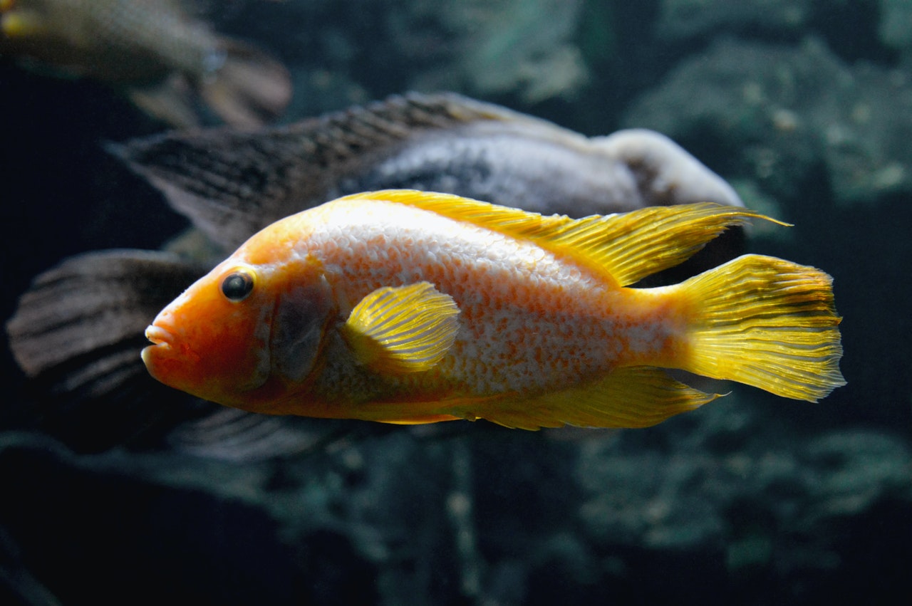 Fish For A Freshwater Aquarium