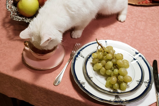How To Nourish Cats With Proper Diet