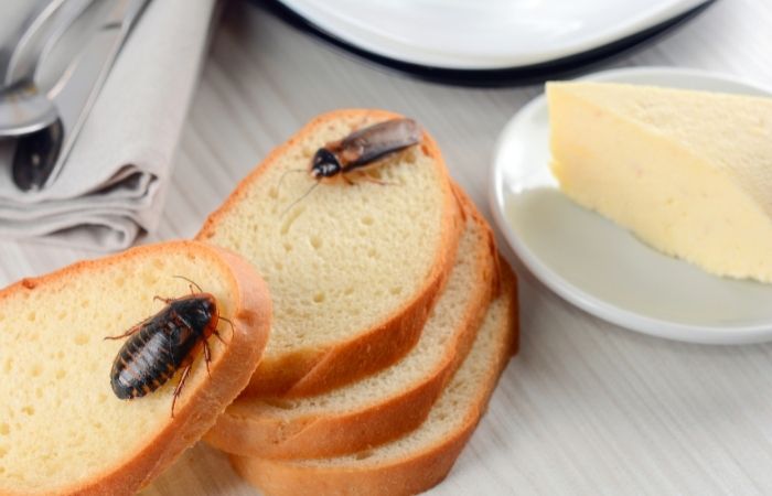 cockroach on breads in kitchen