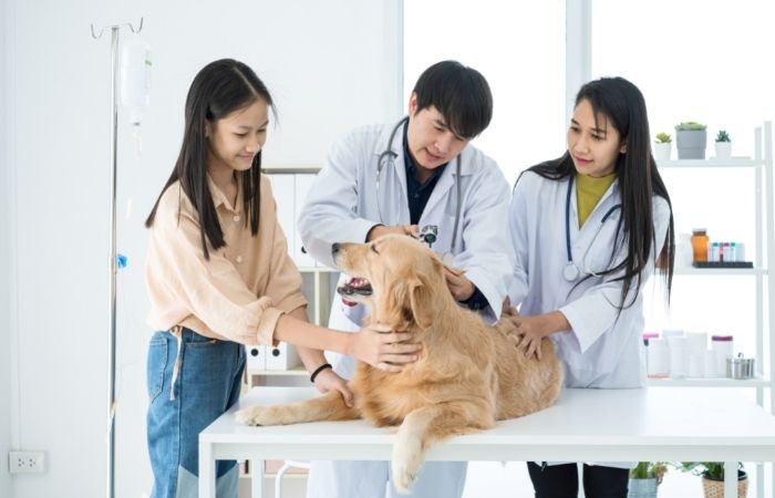 Dog's  health