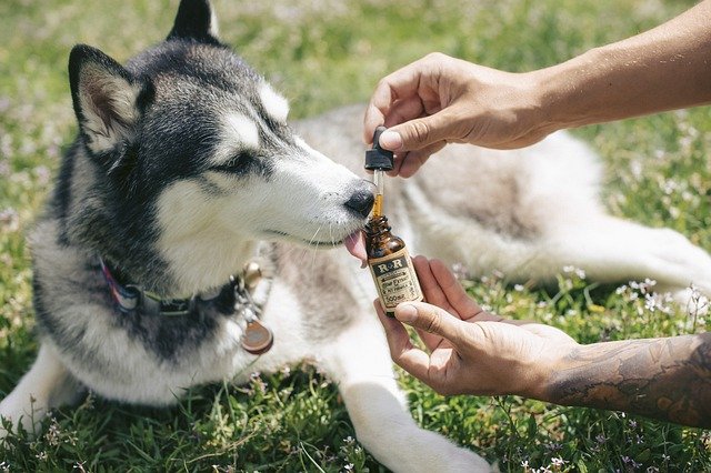 CBD Products Safe For Pets