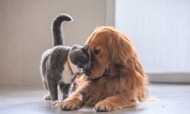 Dogs And Cats