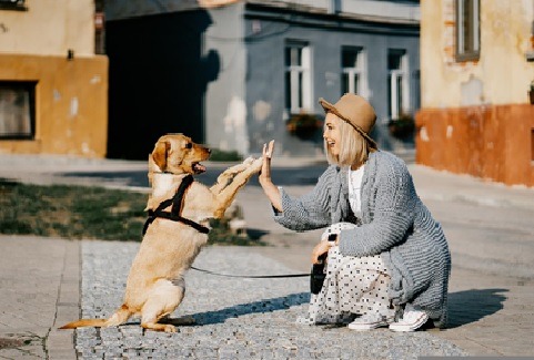 Dog giving high five to women 