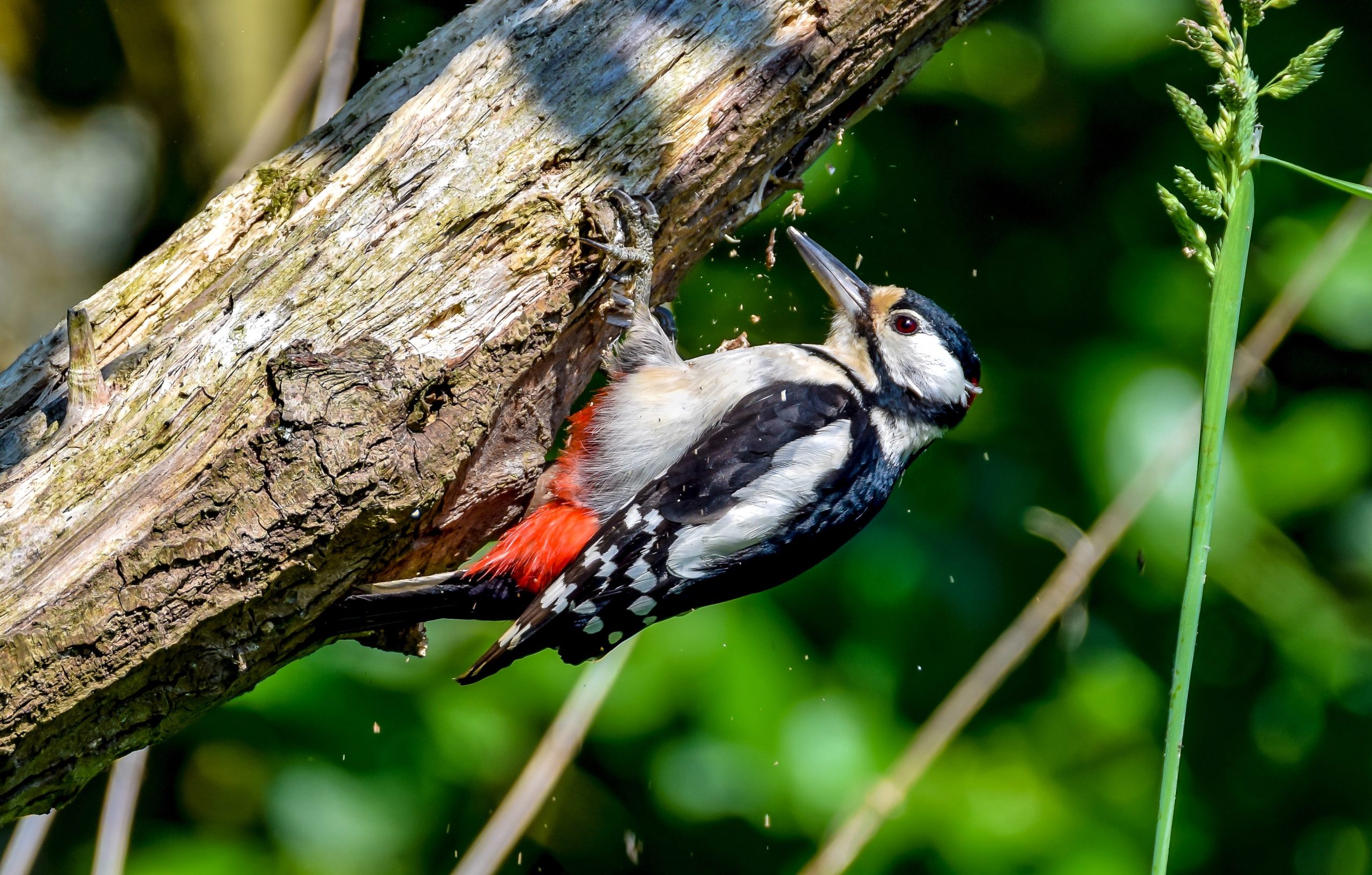 A woodpecker pecking the tree wood and making a hole.