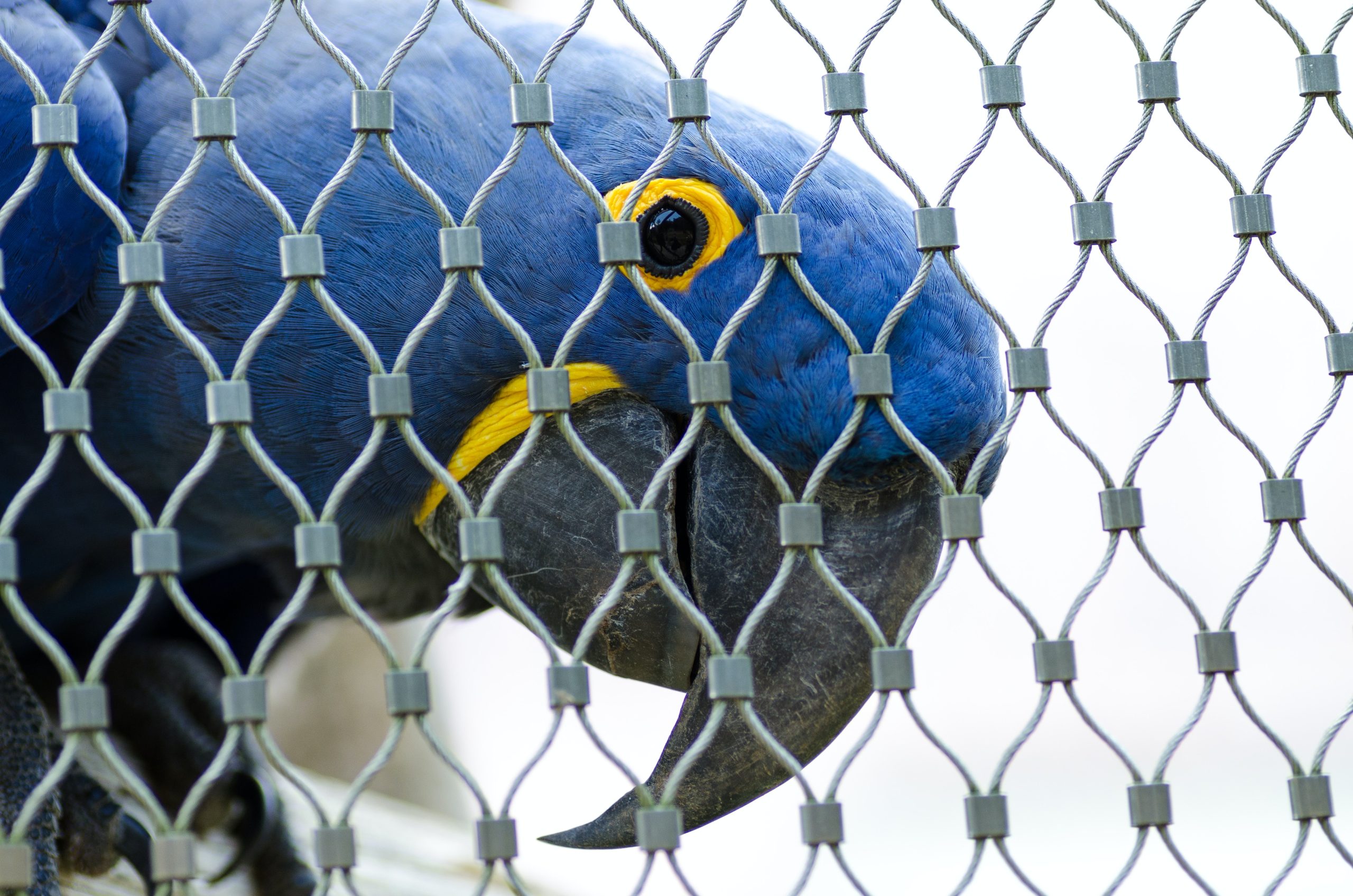 A beautiful blue bird behind a net.