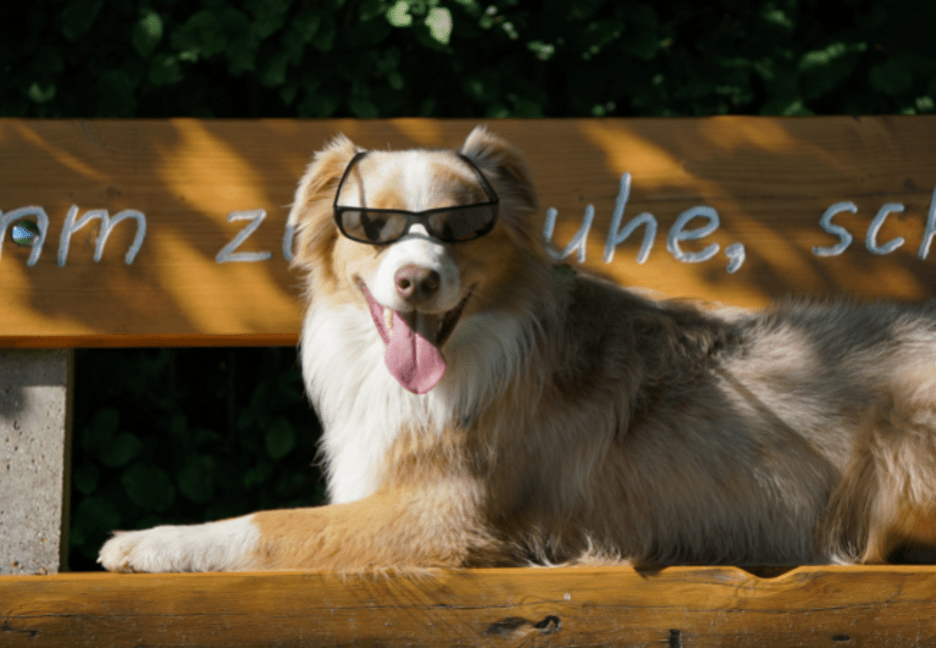 A dog wearing sun glasses.