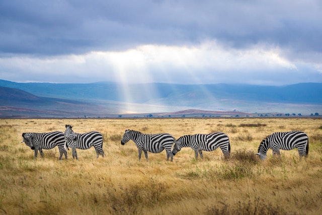 Zebras in Safaris in Africa.