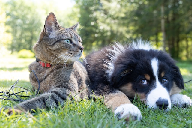 A cat and dog sitting on the grass.