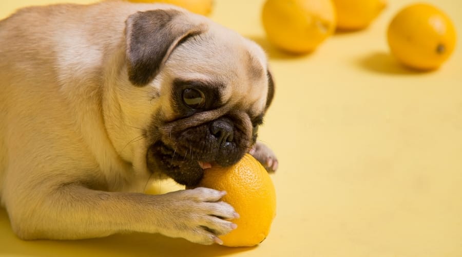 dog eating lemong