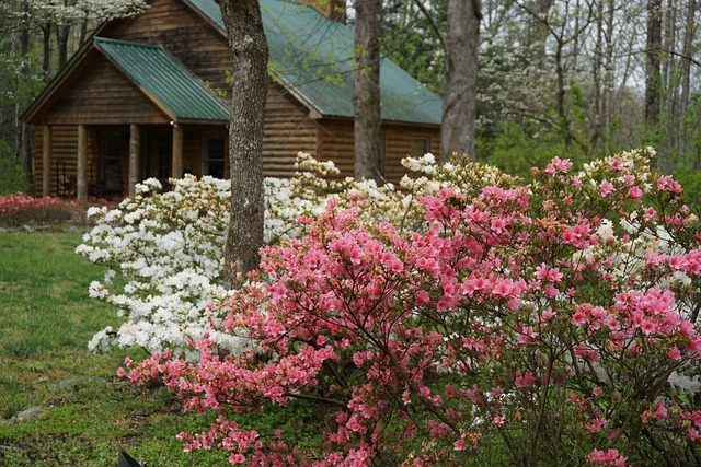 Book a Cabin in the Smokies
