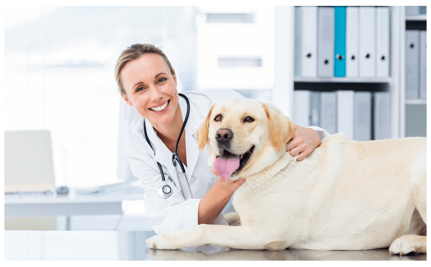 Importance of Routine Pet Health Exams (Why Visit the Vet Often)