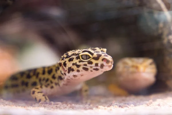 Does Your Leopard Gecko Need Company