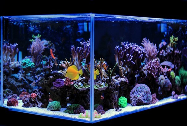 Saltwater vs Freshwater Aquarium: What's Right for You?
