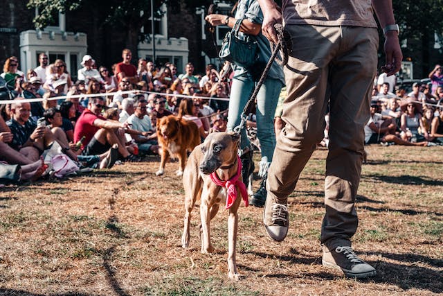 Eight Ways to Attract Top Notch Contenders to Your Dog Show