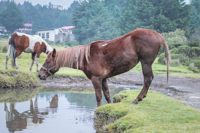 Managing and Understanding Equine Cushing's Disease Through Diet