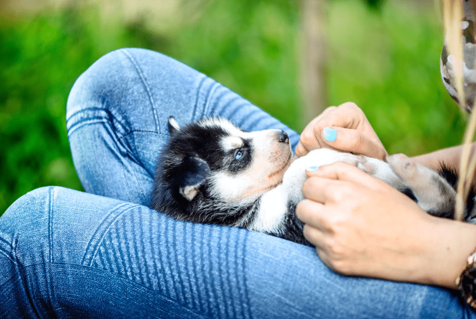 Finding Puppies For Sale Near Me: 6 Checklist For Choosing The Perfect Companion