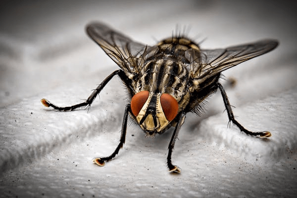 The Most Common Emergency Pest Control Calls and How to Handle Them