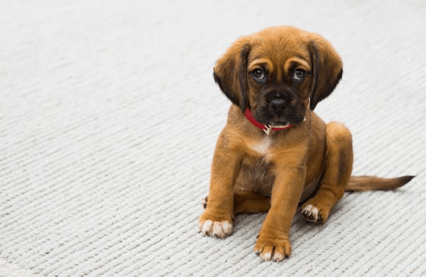 Choosing A Dog Trainer In Murfreesboro To Assess Parent Training Mistakes