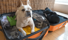 A Globetrotter's Guide to Traveling with Pets