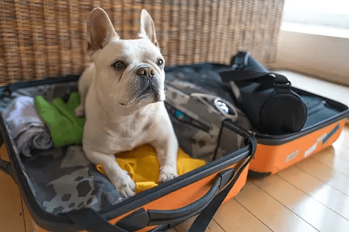 A Globetrotter's Guide to Traveling with Pets