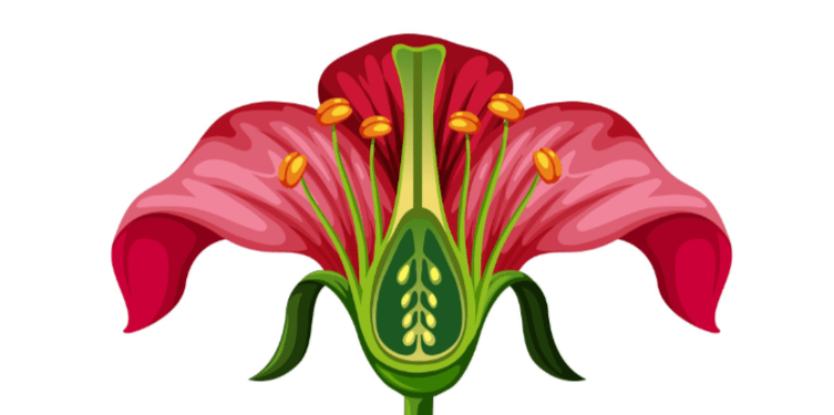 Montessori Part Of a Flower Parts
