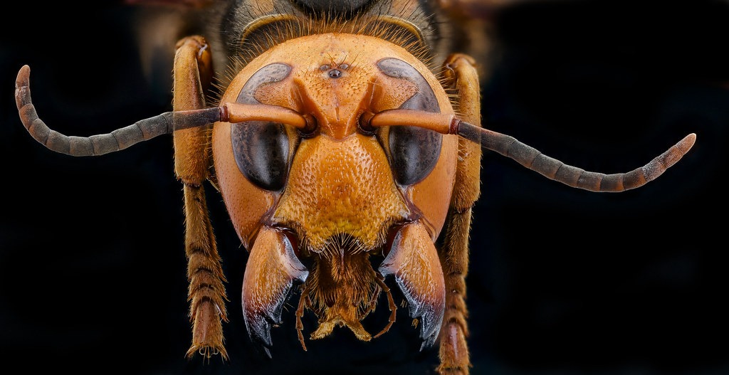 murder hornet 2, face_2020-10-01-18.55.04 ZS PMax UDR