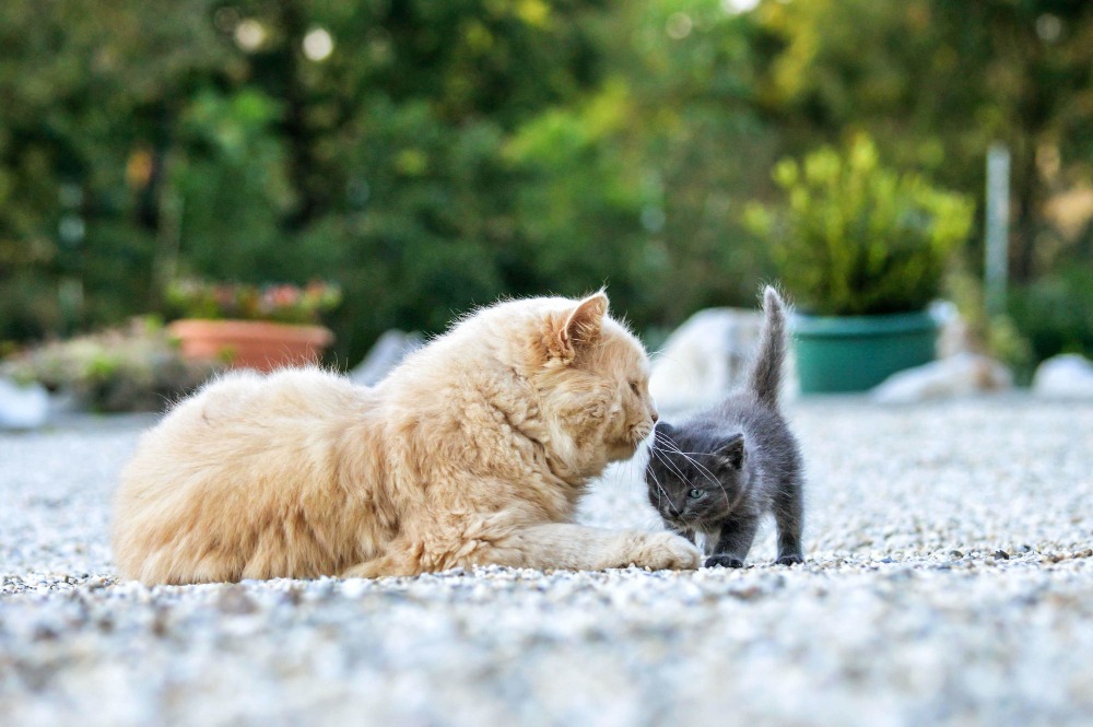 Kitten vs. Adult Cat