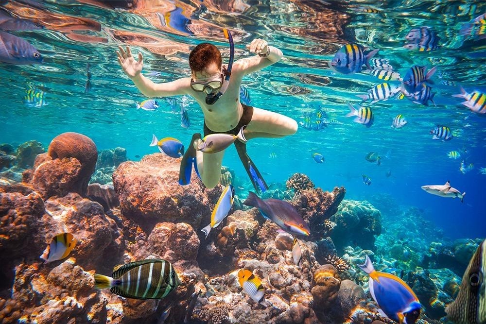 Visitor snorkelling above vibrant coral formations and tropical marine life in the Great Barrier Reef