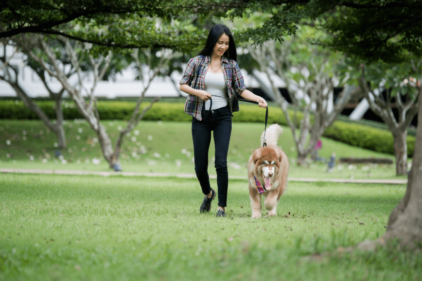 outdoor playtime with your dog