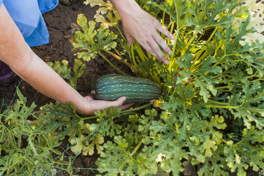 Garden Zucchini